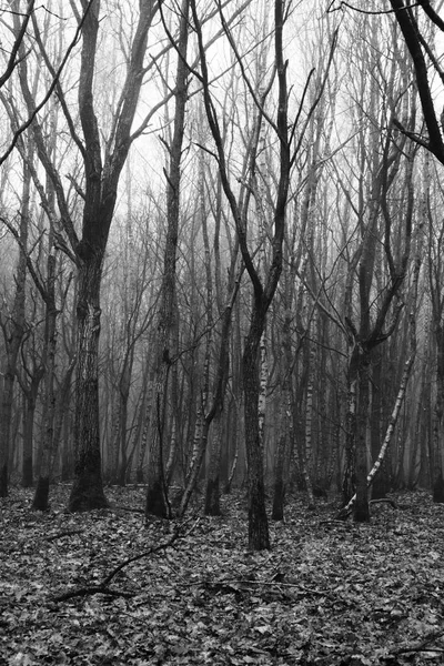 Bosque inglés en una nebulosa mañana brumosa —  Fotos de Stock