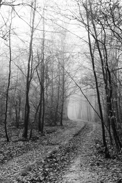 Bosque inglés en una nebulosa mañana brumosa — Foto de Stock