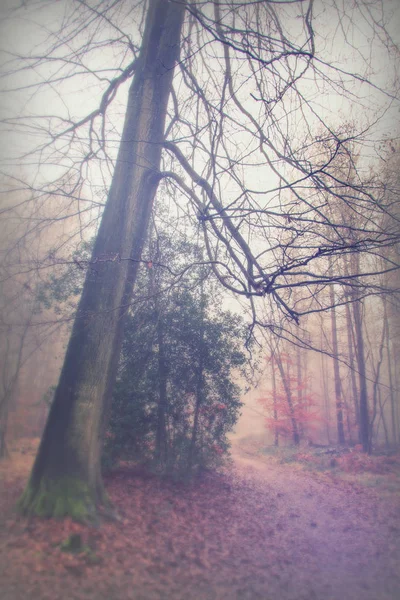 Engelse bos op een mistige mistige ochtend — Stockfoto