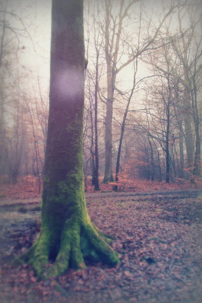 Engelse bos op een mistige mistige ochtend — Stockfoto