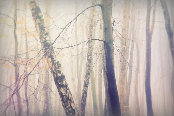 Forêt anglaise par une matinée brumeuse brumeuse — Photo