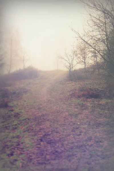 Sisli puslu sabah üzerinde İngilizce woodland — Stok fotoğraf