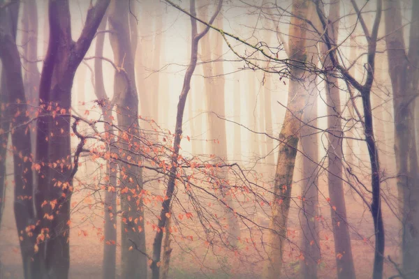 Bosco inglese su una nebbiosa mattina nebbiosa — Foto Stock