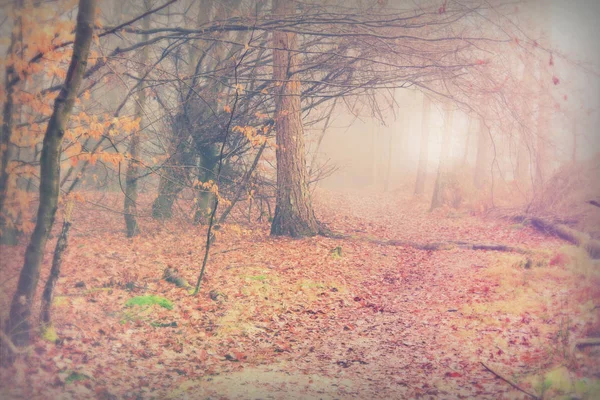 A ködös, ködös reggel angol erdők — Stock Fotó