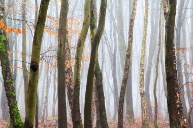 Sisli puslu sabah üzerinde İngilizce woodland