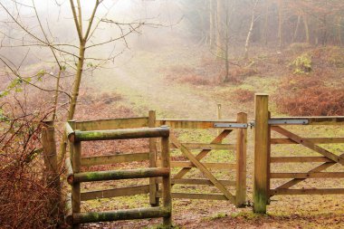 Woodland sisli puslu sabah kapısı