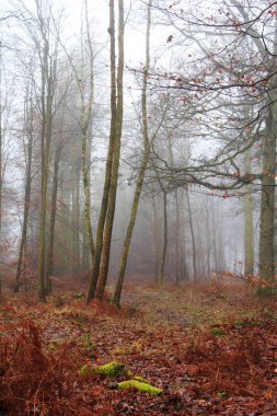 Sisli puslu sabah üzerinde İngilizce woodland