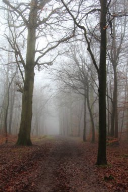 Sisli puslu sabah üzerinde İngilizce woodland