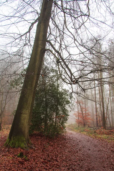 Sisli puslu sabah üzerinde İngilizce woodland — Stok fotoğraf