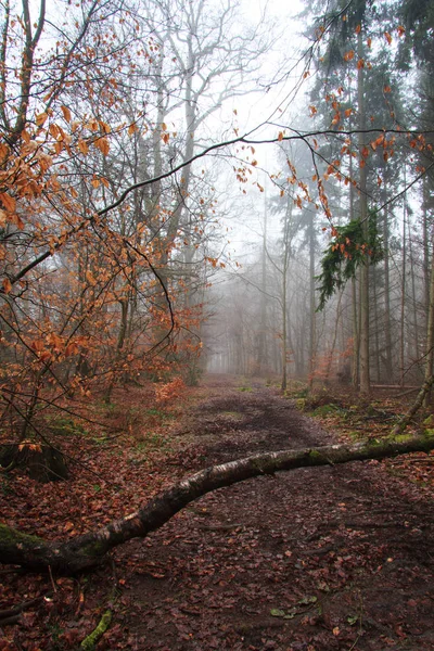 Sisli puslu sabah üzerinde İngilizce woodland — Stok fotoğraf