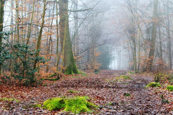 霧霧の深い朝英語の森林 — ストック写真