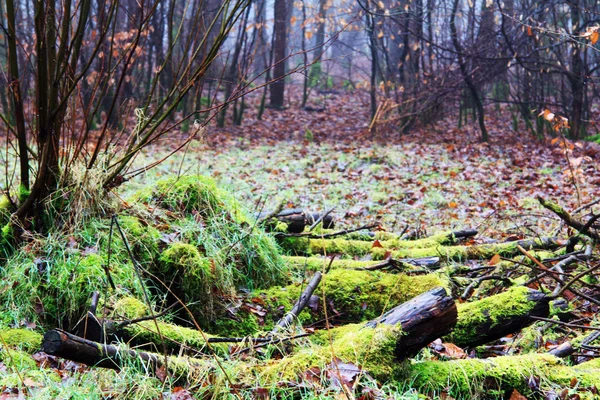 Grumes couvertes de mousse dans les bois le matin brumeux — Photo