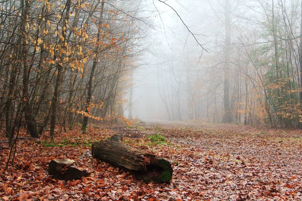 Αρχεία καταγραφής βρύα που καλύπτονται σε δασική περιοχή στο misty πρωί — Φωτογραφία Αρχείου
