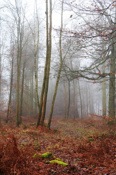 Floresta inglesa em uma manhã enevoada nebulosa — Fotografia de Stock