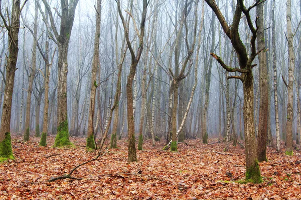 Floresta inglesa em uma manhã enevoada nebulosa — Fotografia de Stock