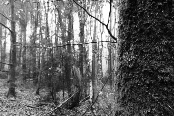 Sisli puslu sabah üzerinde İngilizce woodland — Stok fotoğraf