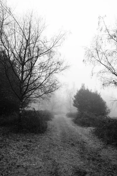 Sisli puslu sabah üzerinde İngilizce woodland — Stok fotoğraf