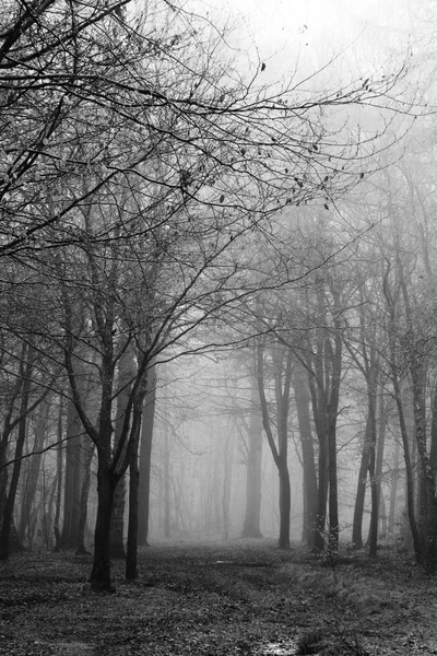 Floresta inglesa em uma manhã enevoada nebulosa — Fotografia de Stock