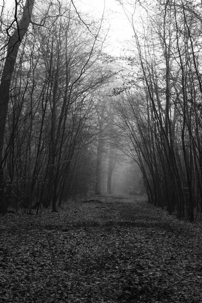 霧霧の深い朝英語の森林 — ストック写真