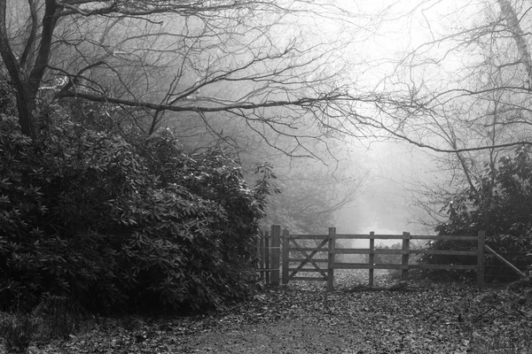 Forêt anglaise par une matinée brumeuse brumeuse — Photo