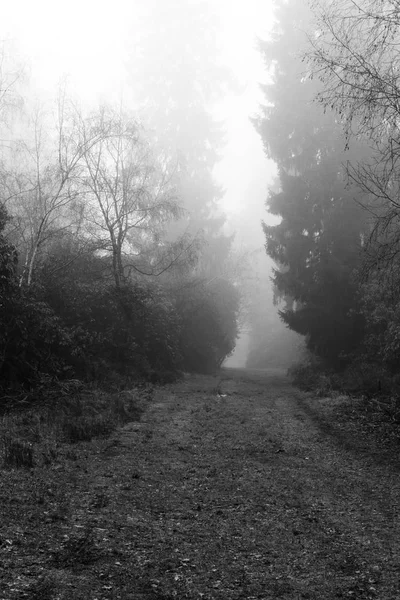 Bosque inglés en una nebulosa mañana brumosa — Foto de Stock