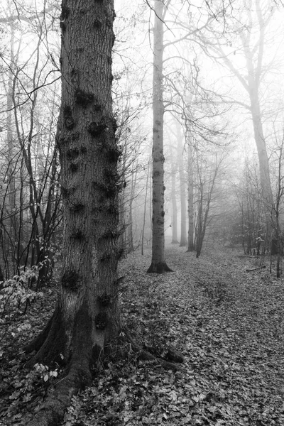 Forêt anglaise par une matinée brumeuse brumeuse — Photo