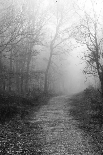 Forêt anglaise par une matinée brumeuse brumeuse — Photo