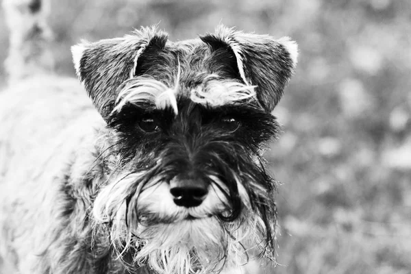 Close up schnauzer cão no campo — Fotografia de Stock