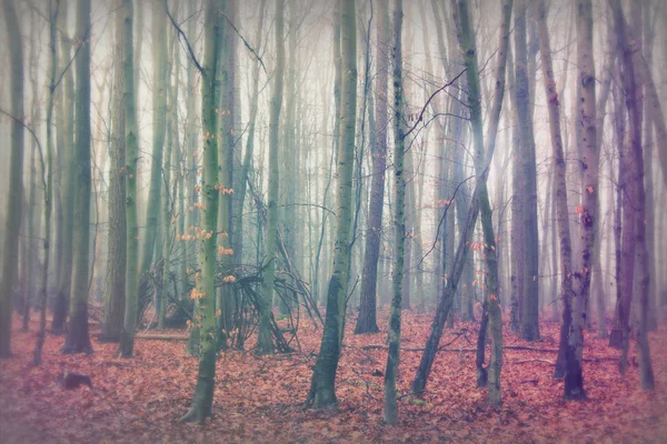 एक गोंधळ सकाळी इंग्रजी लाकूड जमीन — स्टॉक फोटो, इमेज