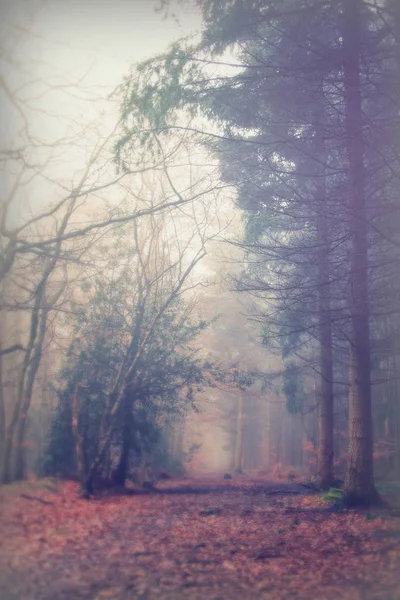 Sisli puslu sabah üzerinde İngilizce woodland — Stok fotoğraf