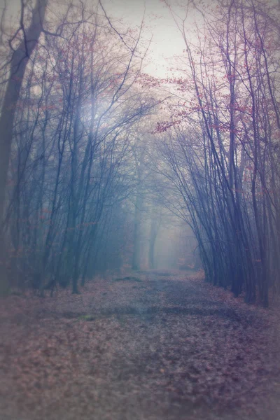 Bosque inglés en una nebulosa mañana brumosa —  Fotos de Stock