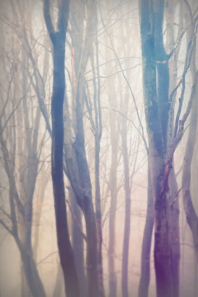 English woodland on a foggy misty morning — Stock Photo, Image