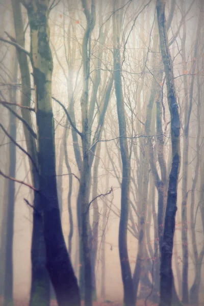 Bosque inglés en una nebulosa mañana brumosa —  Fotos de Stock