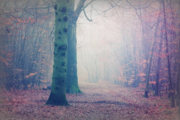 Bosque inglés en una nebulosa mañana brumosa —  Fotos de Stock