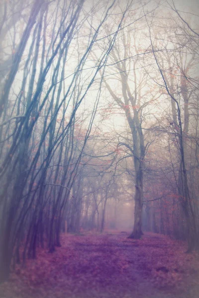 Українська woodland на Туманний Туманний ранковий — стокове фото