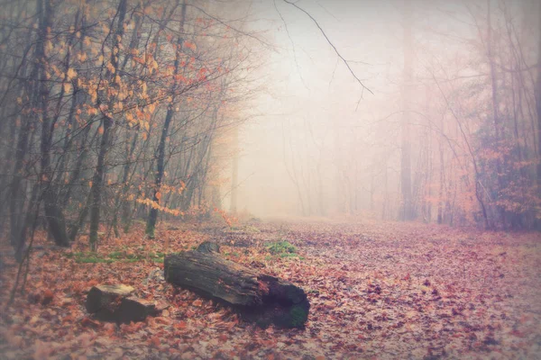 Moss omfattas loggar i woodland på dimmiga morgon — Stockfoto