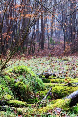 Woodland sisli sabahı yosun kaplı günlükleri