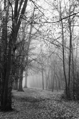 Sisli puslu sabah üzerinde İngilizce woodland