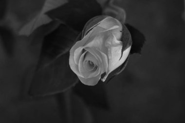 Düz bir arka plan üzerinde hassas güzel gül