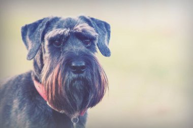 kırsal kesimde schnauzer köpek kadar kapatın