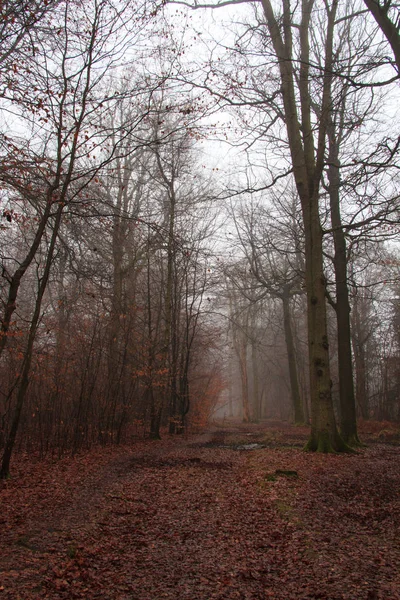 Floresta inglesa em uma manhã enevoada nebulosa — Fotografia de Stock