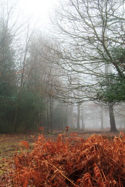 Bosque inglés en una nebulosa mañana brumosa — Foto de Stock