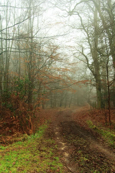 Floresta inglesa em uma manhã enevoada nebulosa — Fotografia de Stock