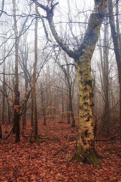 Englischer Wald an einem neblig nebligen Morgen — Stockfoto