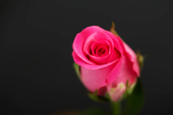 Нежная красивая роза на ровном фоне — стоковое фото