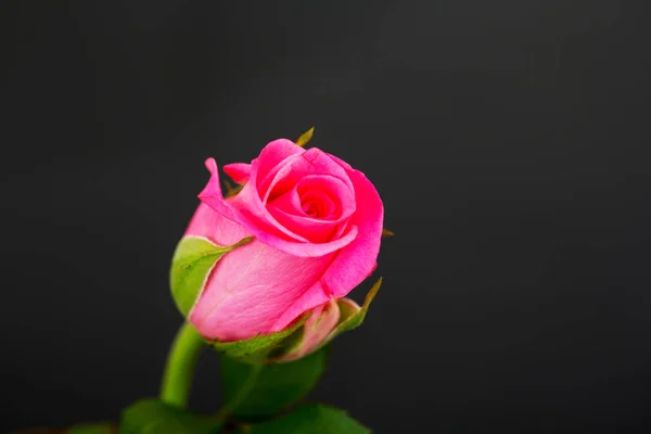 Delicaat mooie rose op een effen achtergrond — Stockfoto