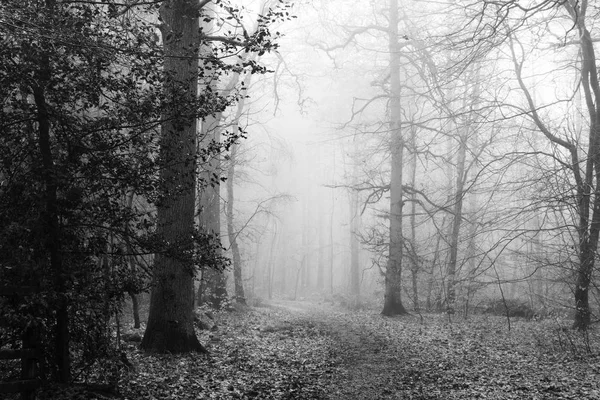 Floresta inglesa em uma manhã enevoada nebulosa — Fotografia de Stock