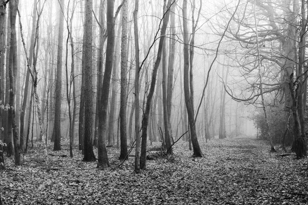 Bosco inglese su una nebbiosa mattina nebbiosa — Foto Stock