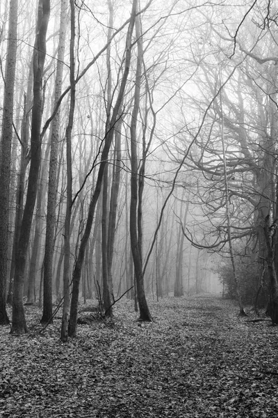 Bosque inglés en una nebulosa mañana brumosa — Foto de Stock