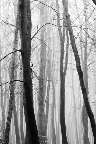Forêt anglaise par une matinée brumeuse brumeuse — Photo